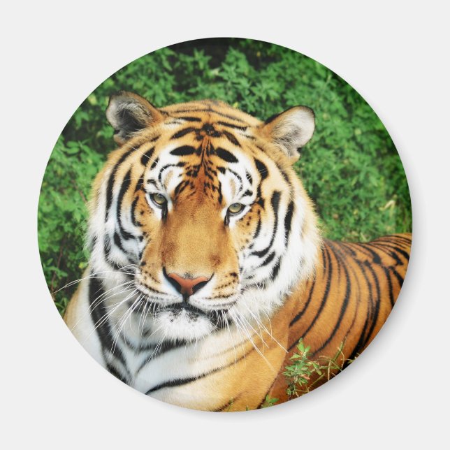 Tiger Relaxing Magnet (Front)