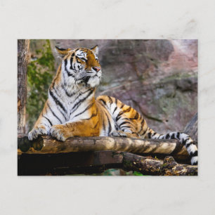Tiger Relaxing Postcard
