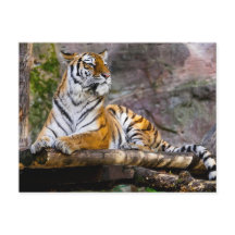 Tiger Relaxing
