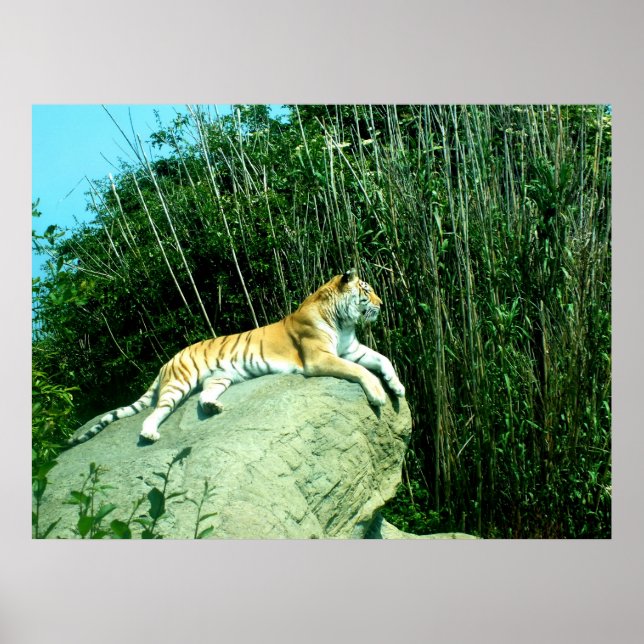 Tiger relaxing poster (Front)