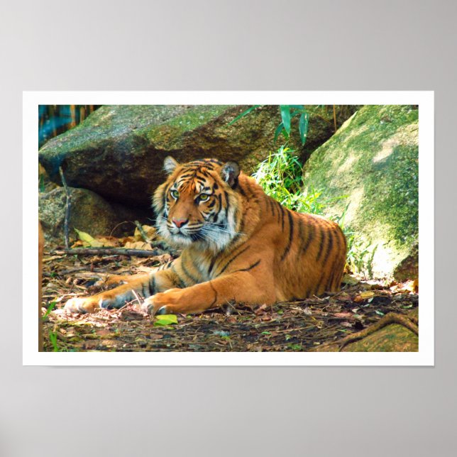 Tiger Resting by Rocks Poster (Front)