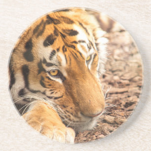 Tiger resting coaster