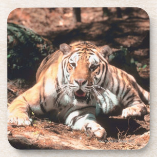 Tiger resting coaster