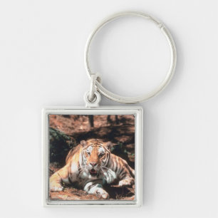 Tiger resting key ring