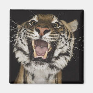 Tiger roaring 2 magnet