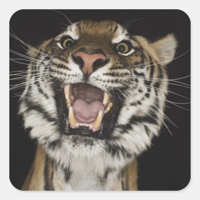 Tiger roaring 2 square sticker (Front)