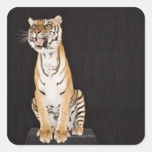 Tiger roaring square sticker