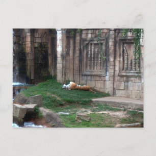 Tiger Roll Postcard