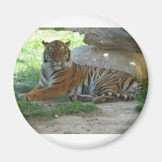 Tiger, Royal Bengal Tiger Magnet