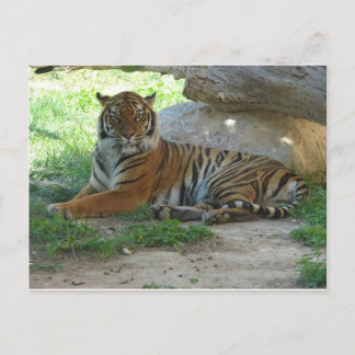 Tiger, Royal Bengal Tiger Postcard