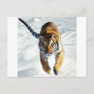 Tiger running in snow postcard