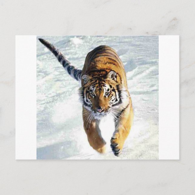 Tiger running in snow postcard (Front)