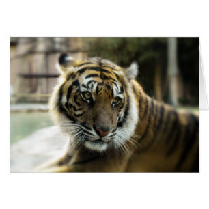 Tiger’s Grace