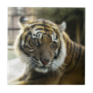 Tiger’s Grace Ceramic Tile