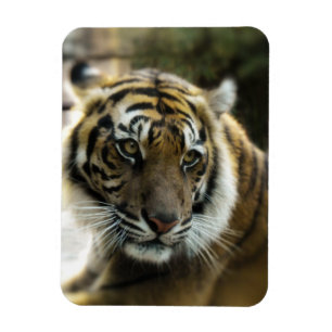 Tiger’s Grace Magnet
