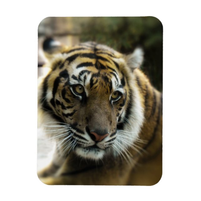 Tiger’s Grace Magnet (Vertical)