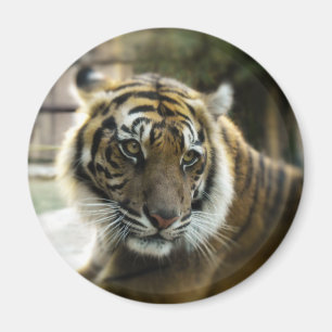 Tiger’s Grace Magnet
