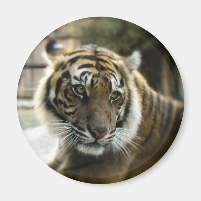 Tiger’s Grace Magnet (Front)