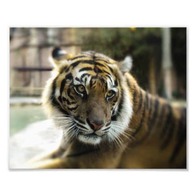 Tiger’s Grace Photo Print (Front)
