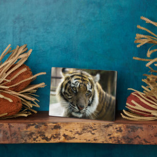 Tiger’s Grace Plaque