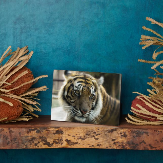 Tiger’s Grace Plaque (Side)