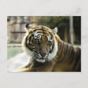 Tiger’s Grace Postcard