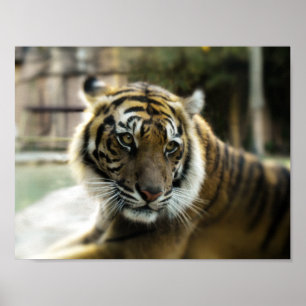 Tiger’s Grace Poster