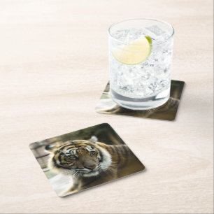 Tiger’s Grace Square Paper Coaster