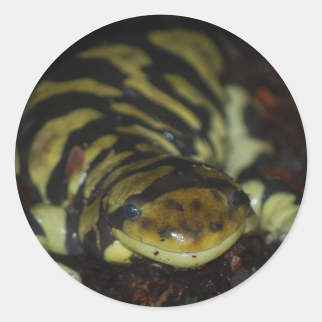 tiger salamander classic round sticker (Front)