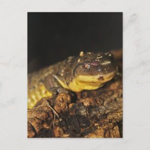 Tiger Salamander Postcard