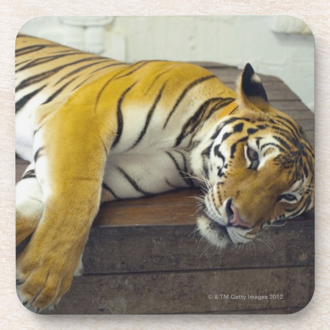 Tiger, Samui, Thailand Coaster (Front)