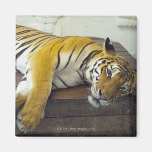 Tiger, Samui, Thailand Magnet