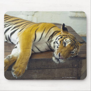Tiger, Samui, Thailand Mouse Pad