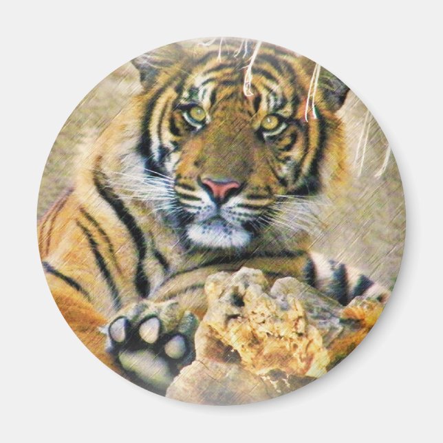 Tiger,Seeking_ Magnet (Front)