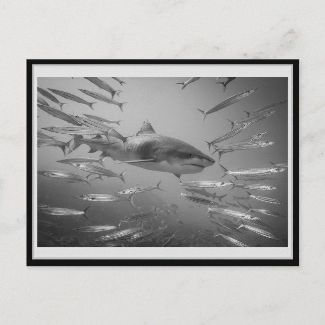 Tiger Shark 001 Carte postale タイガーシャーク Postcard (Front)