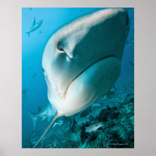 Tiger shark (Galeocerdo cuvier) Shark feed Poster