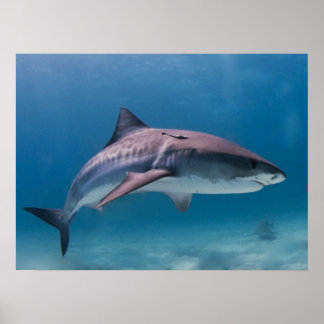 Tiger Shark Print