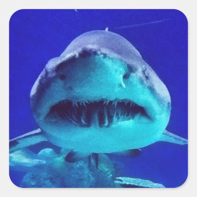 Tiger Shark Square Sticker (Front)
