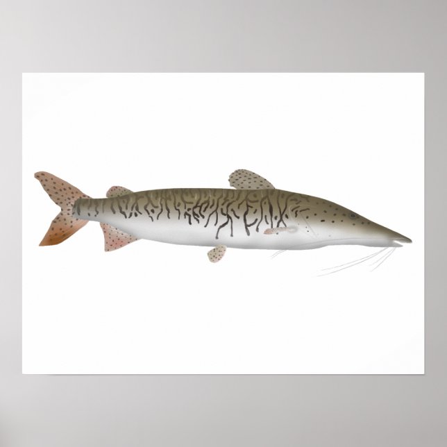 Tiger Shovelnose Catfish Poster (Front)