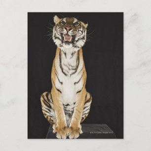 Tiger sitting on platform postcard