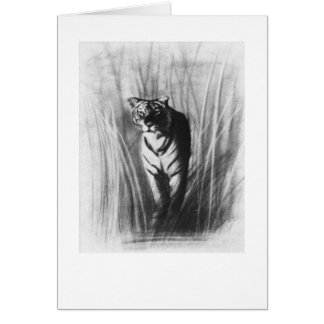 Tiger sketch