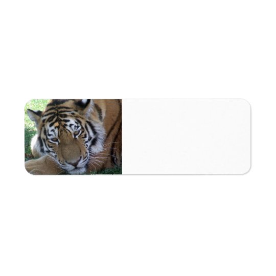 Tiger-sleeping-in-the-grass WILD ANIMALS BIG CATS Return Address Label