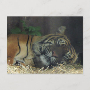 Tiger Sleeping? Postcard
