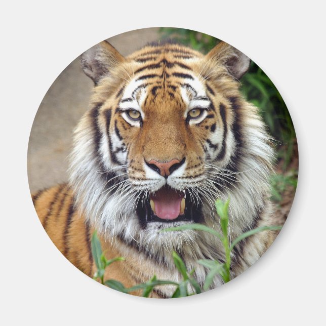 Tiger Smile Magnet (Front)
