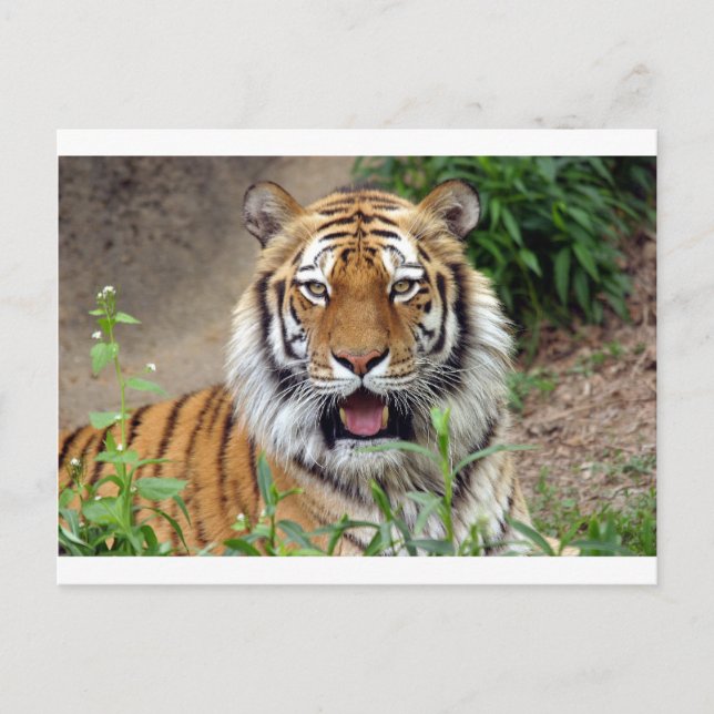 Tiger Smile Postcard (Front)