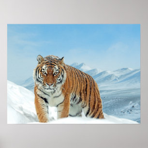 Tiger Snow Mountains Winter Nature Photo Print