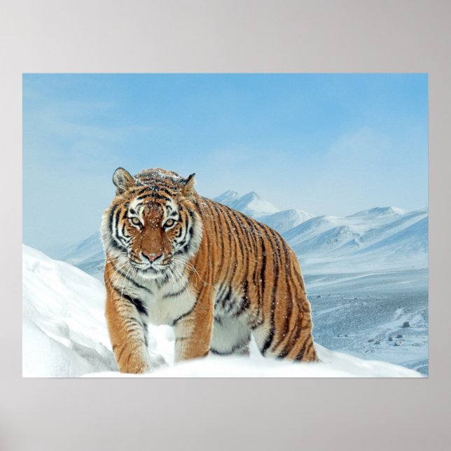 Tiger Snow Mountains Winter Nature Photo Print (Front)