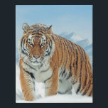 Tiger Snow Nature Photo Mountains Winter Canvas<br><div class="desc">Tiger Snow Nature Photo Mountains Winter Faux Wrapped Canvas Print.</div>