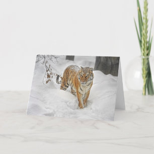 Tiger Snow Path Card