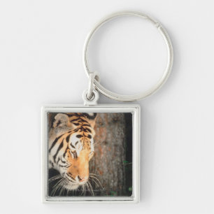 Tiger stalking key ring